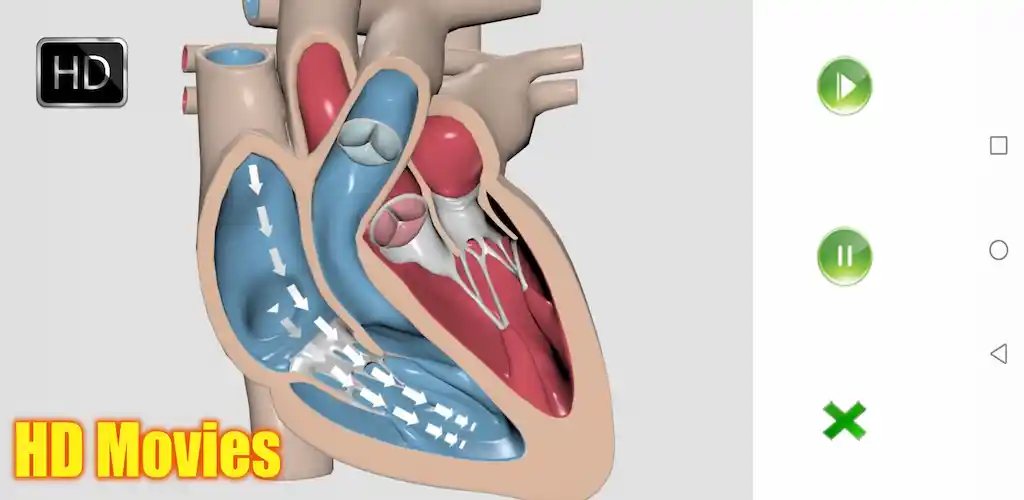 Visual Anatomy 2