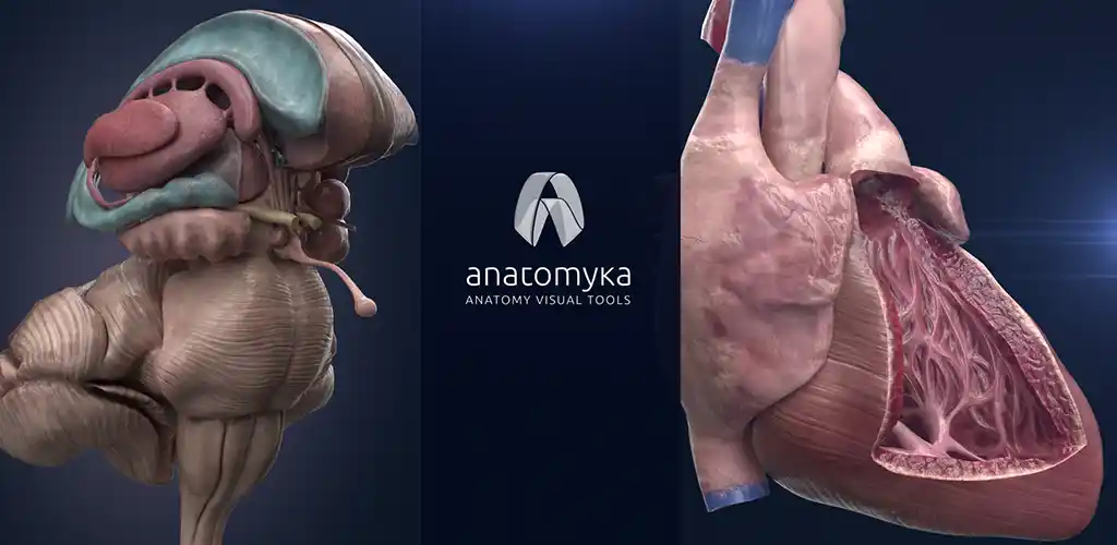 Anatomyka Atlas de anatomía 3D 1
