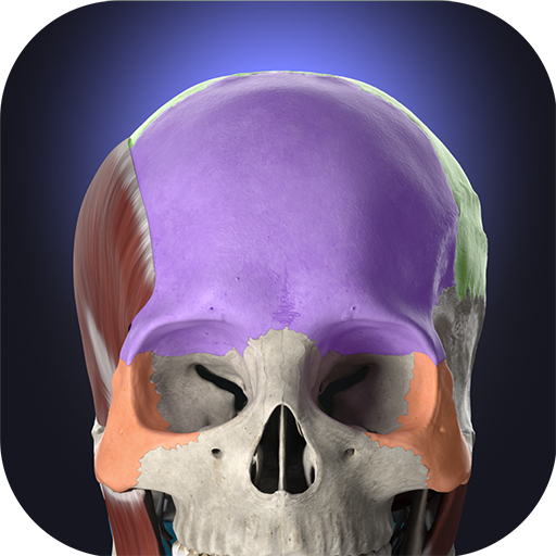Anatomie 3D-Anatomieatlas
