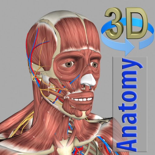 anatomía 3d