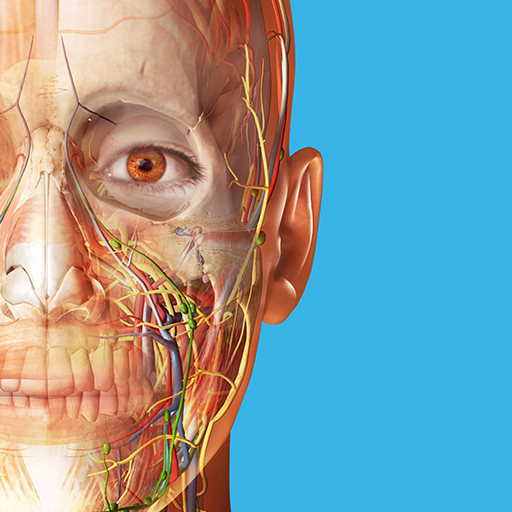 insan anatomisi atlası 2024