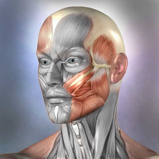 anatomia muscular e óssea 3d