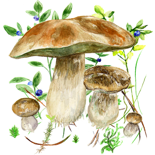 mushroom app