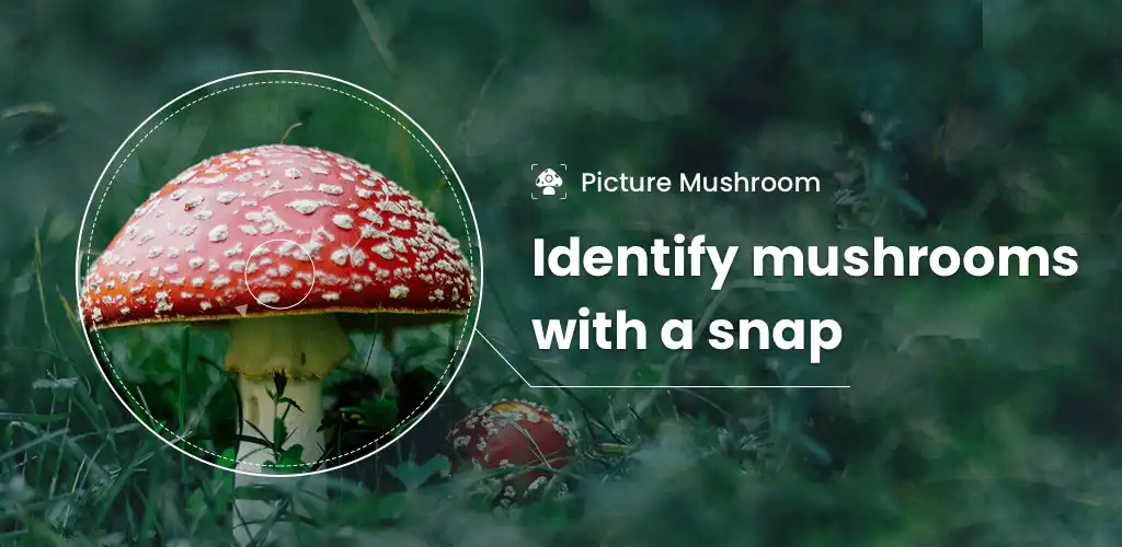 picture mushroom mushroom id 1